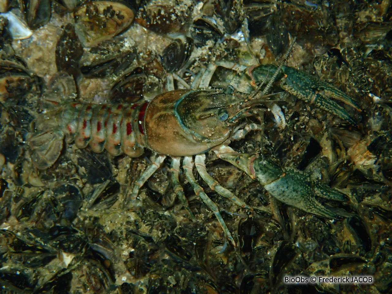 Ecrevisse américaine - Faxonius limosus - Frederick JACOB - BioObs