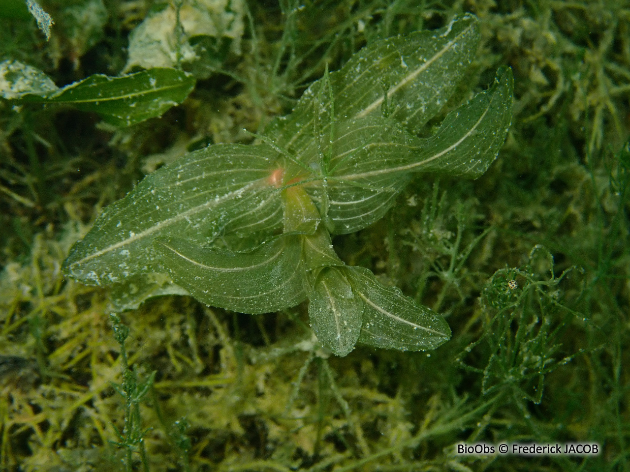 Potamot perfolié - Potamogeton perfoliatus - Frederick JACOB - BioObs