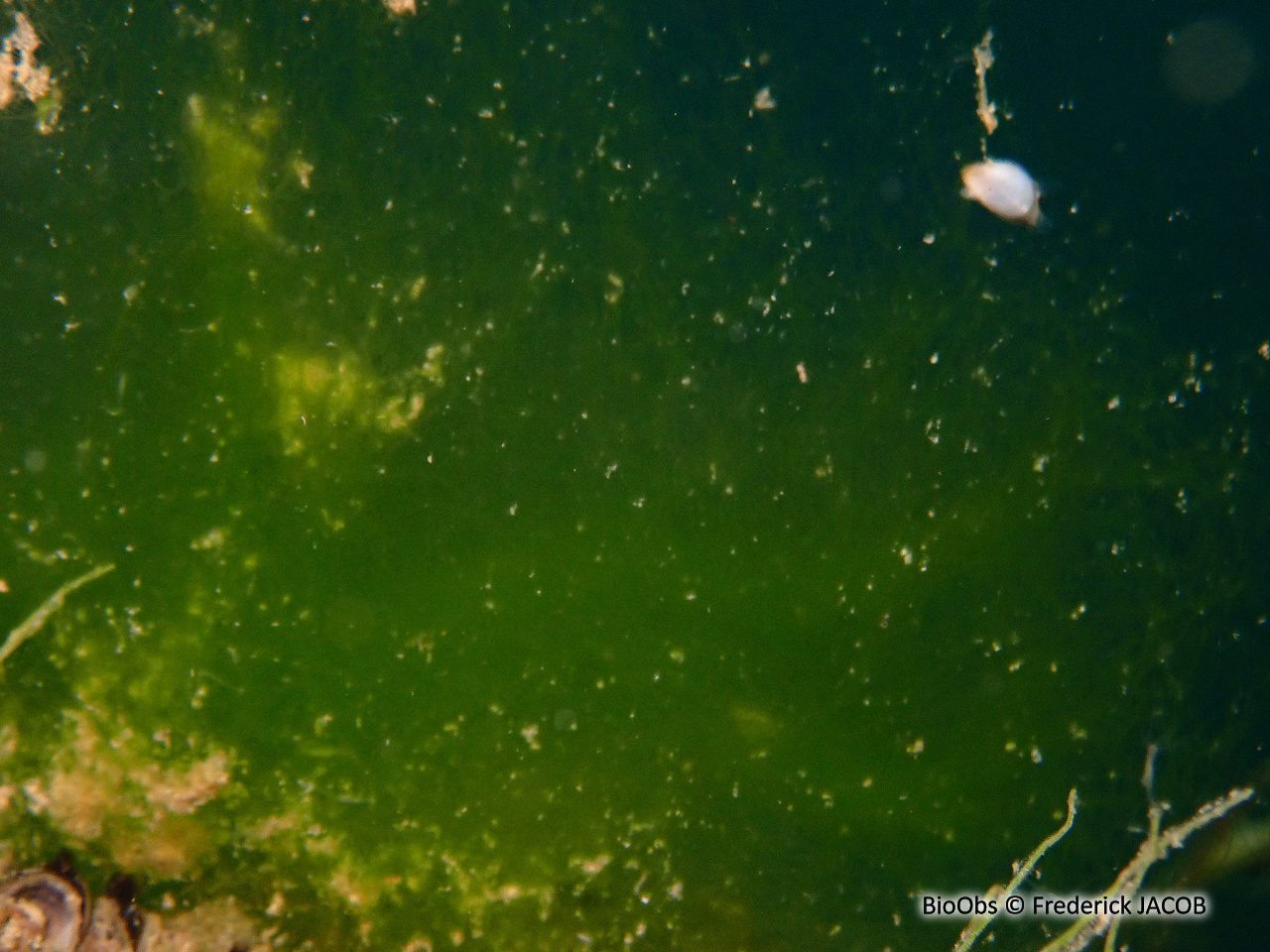Spirogyre - Spirogyra sp. - Frederick JACOB - BioObs