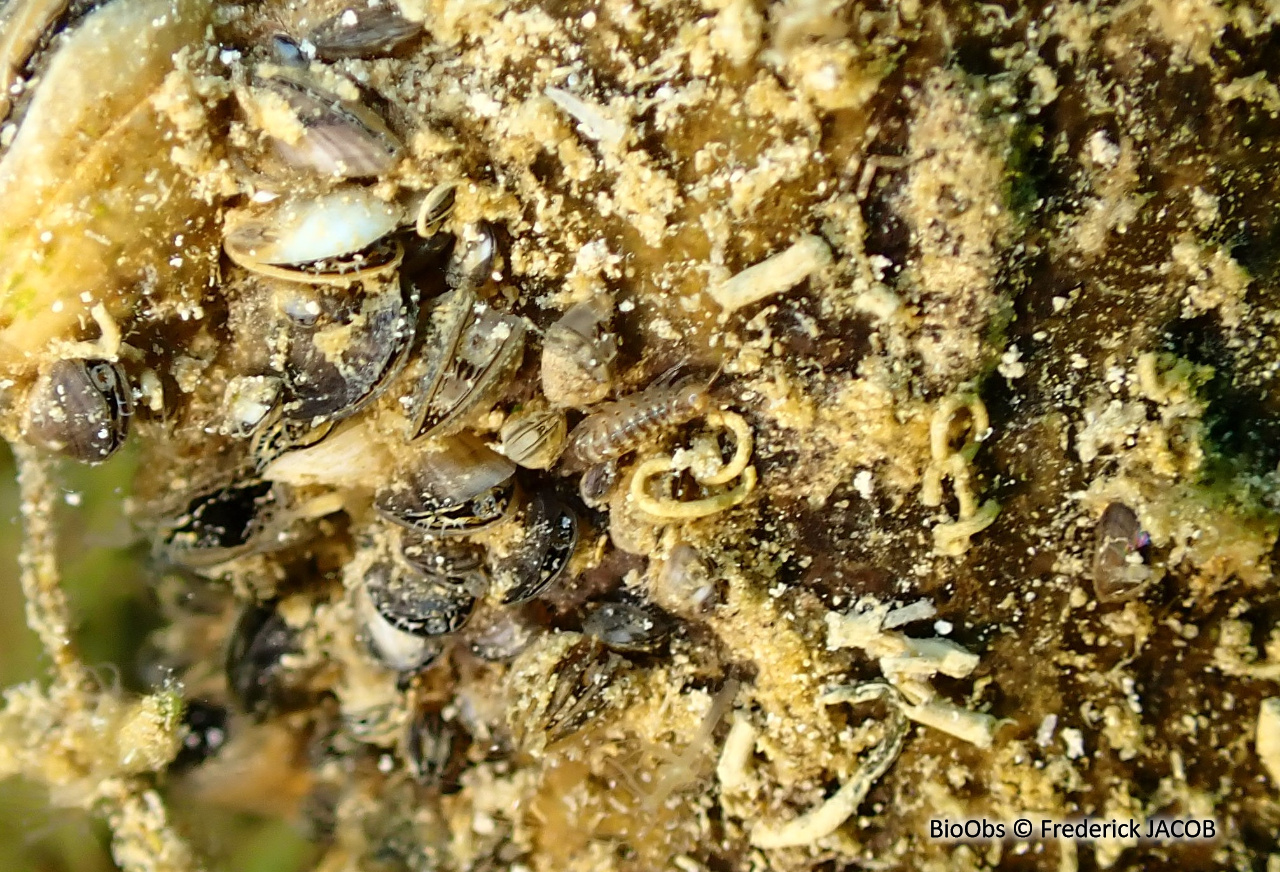 Gammare - Gammarus sp. - Frederick JACOB - BioObs