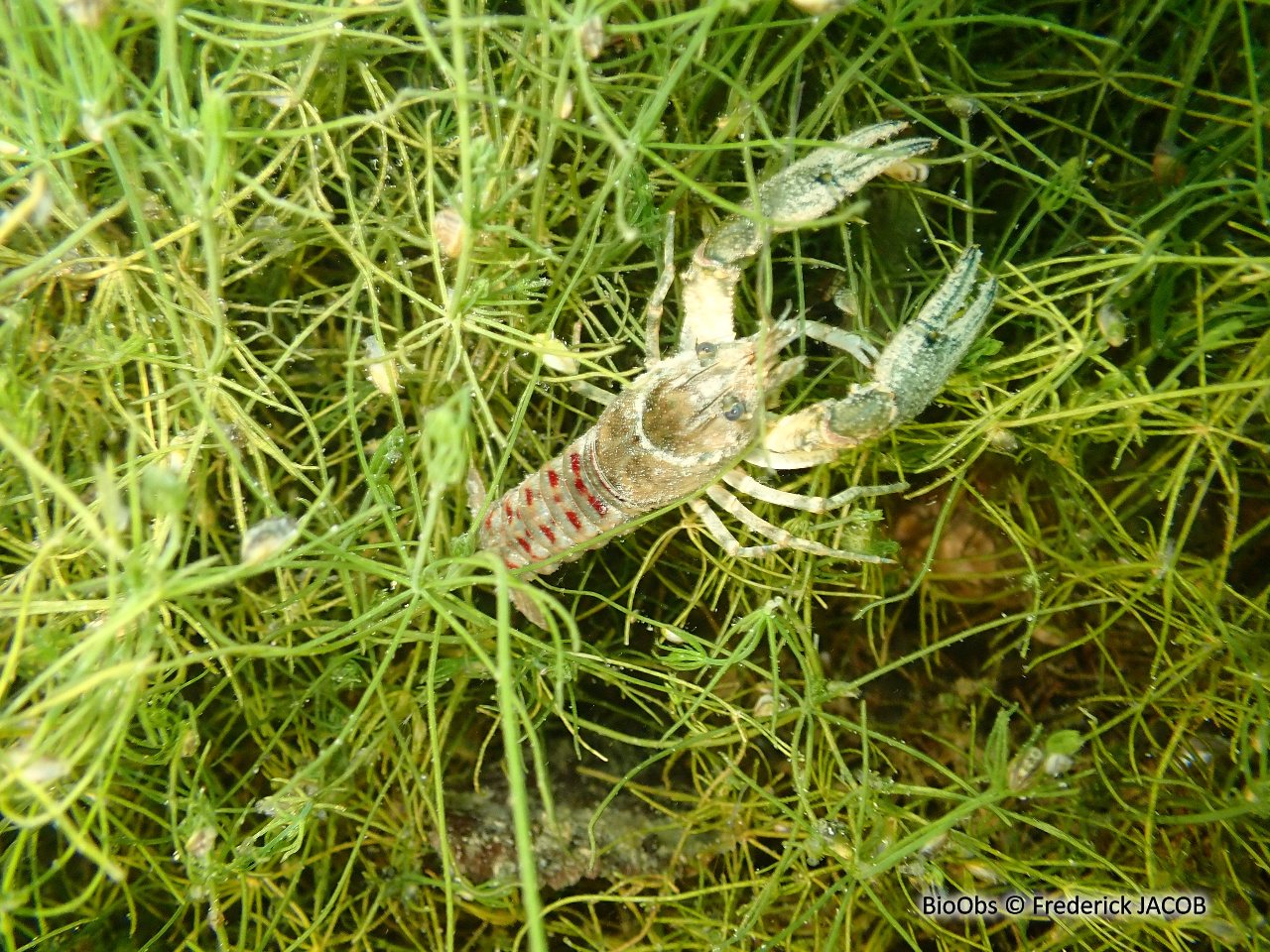 Ecrevisse américaine - Faxonius limosus - Frederick JACOB - BioObs