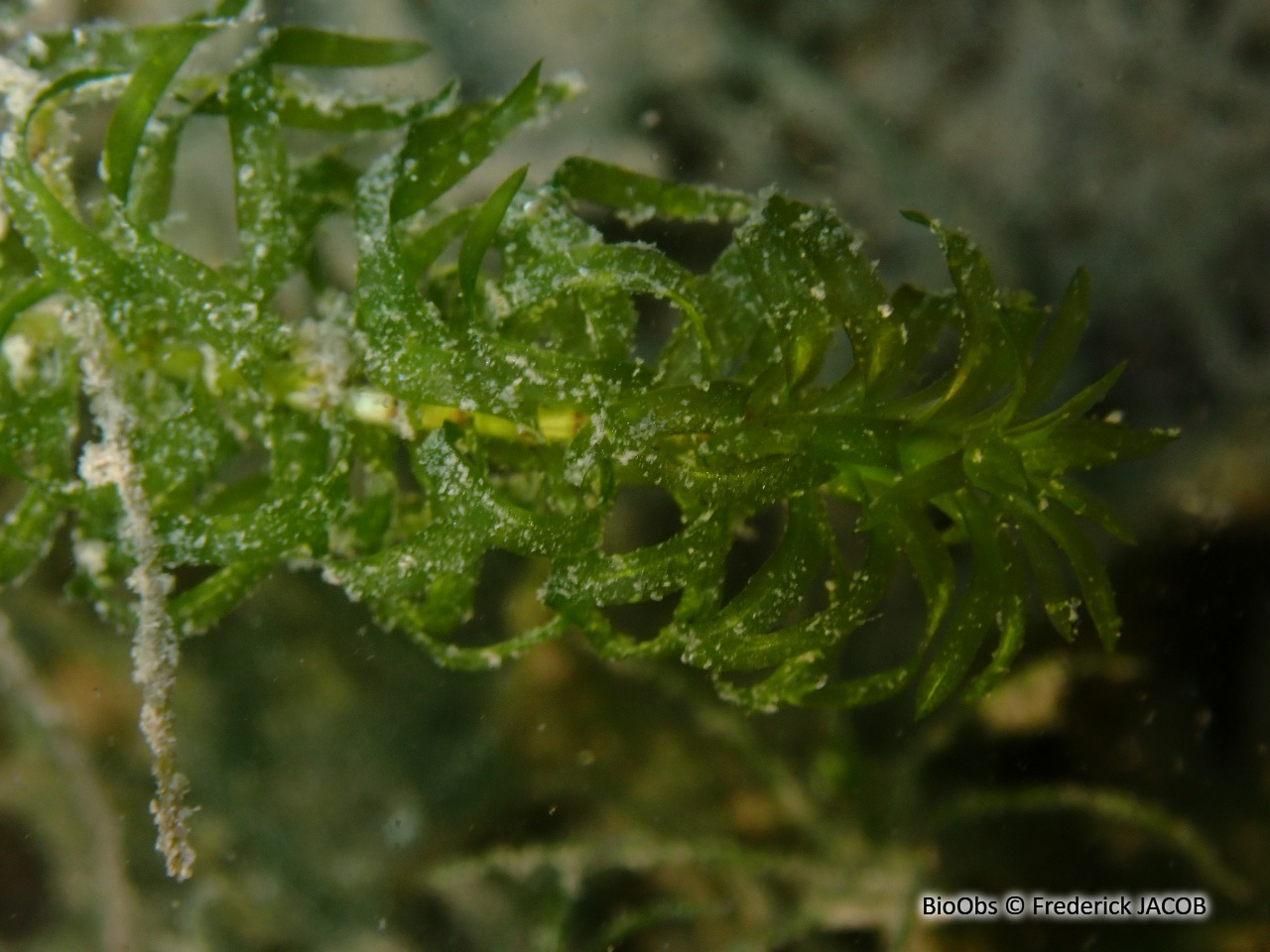 Élodée à feuilles étroites - Elodea nuttallii - Frederick JACOB - BioObs
