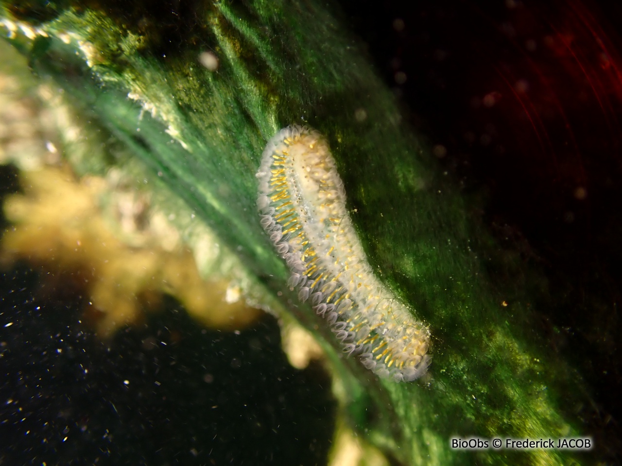 Cristatelle - Cristatella mucedo - Frederick JACOB - BioObs