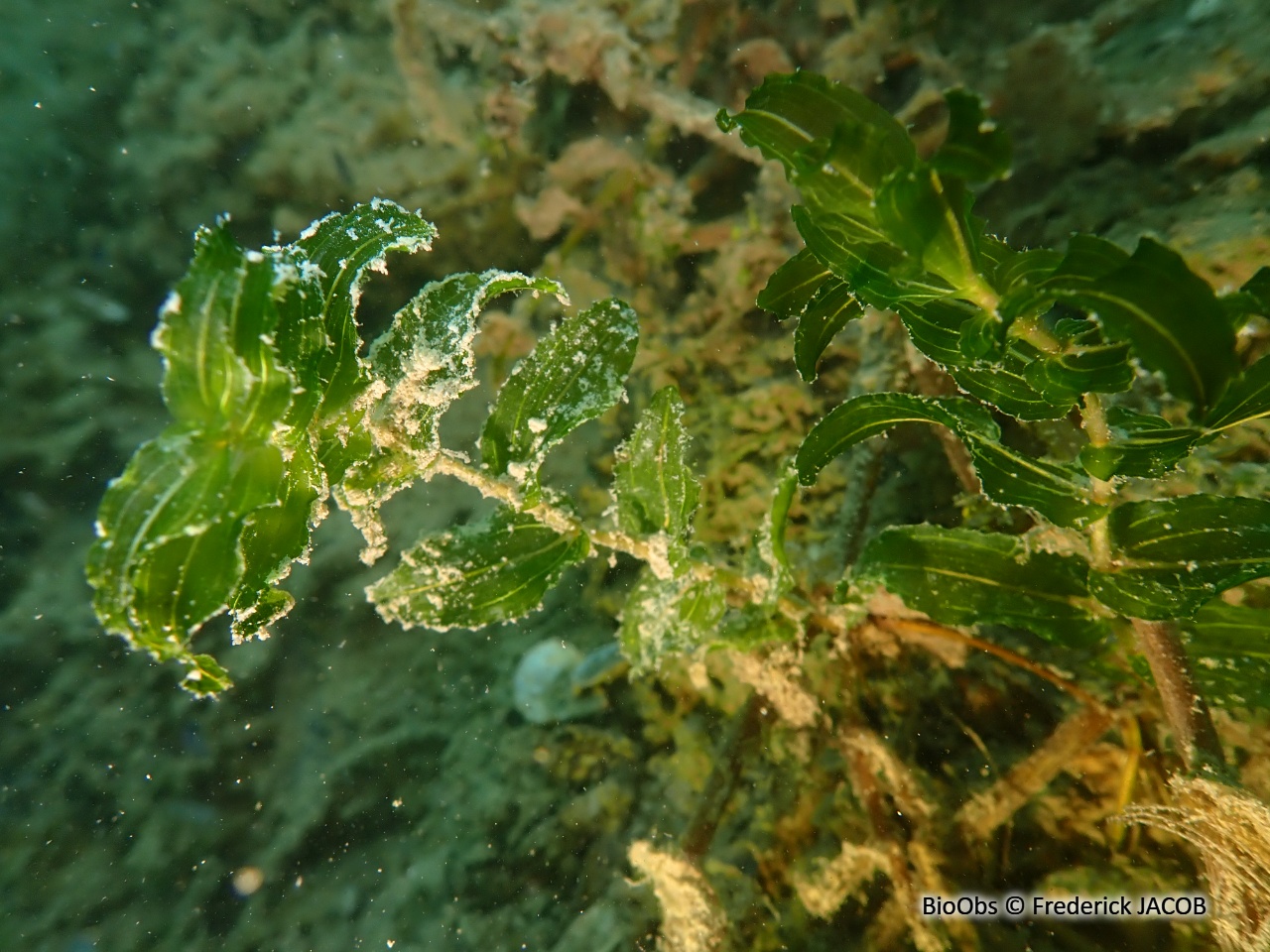 Potamot perfolié - Potamogeton perfoliatus - Frederick JACOB - BioObs