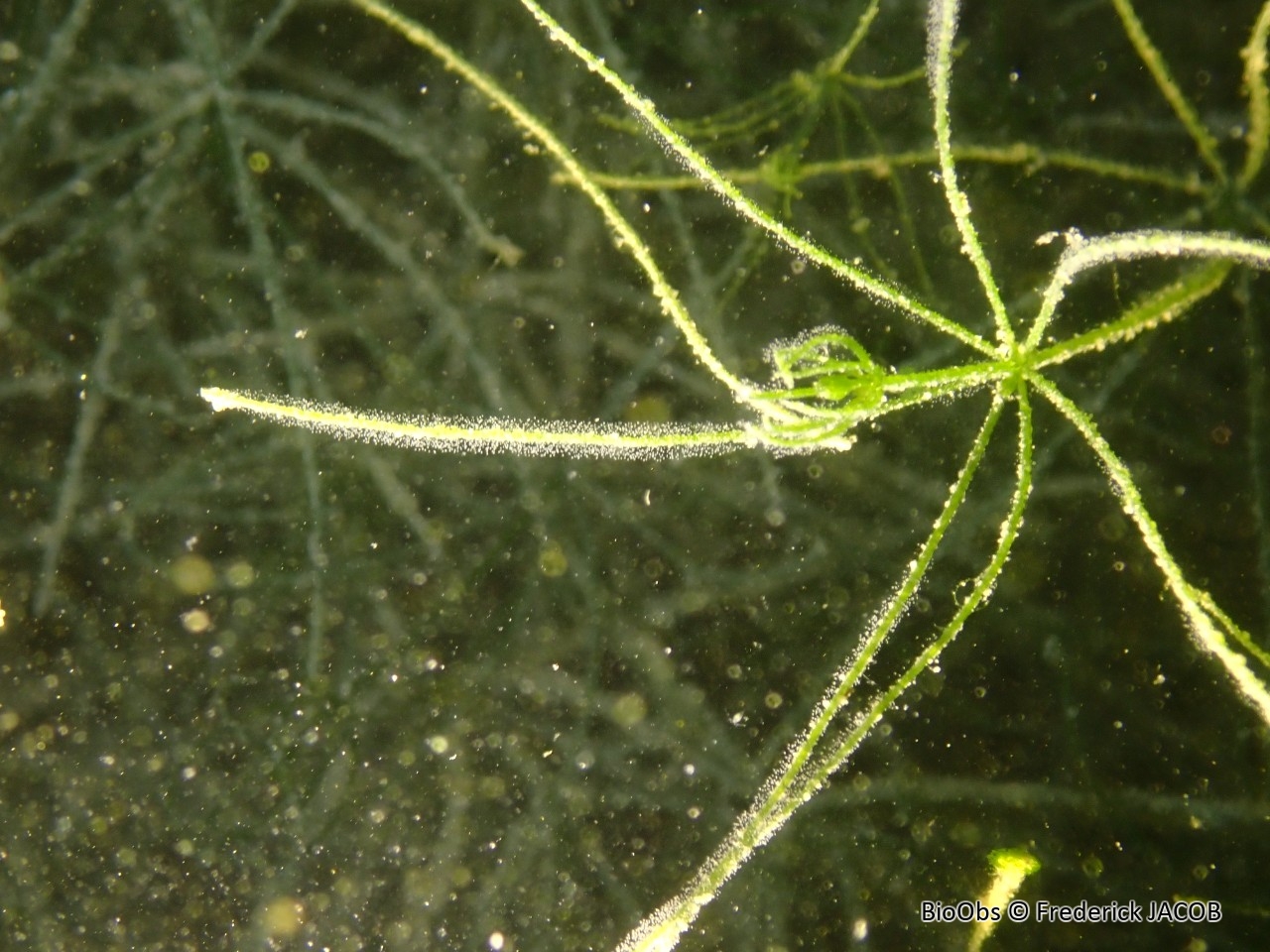 Vorticellidés (genre) - Vorticellidae - Frederick JACOB - BioObs