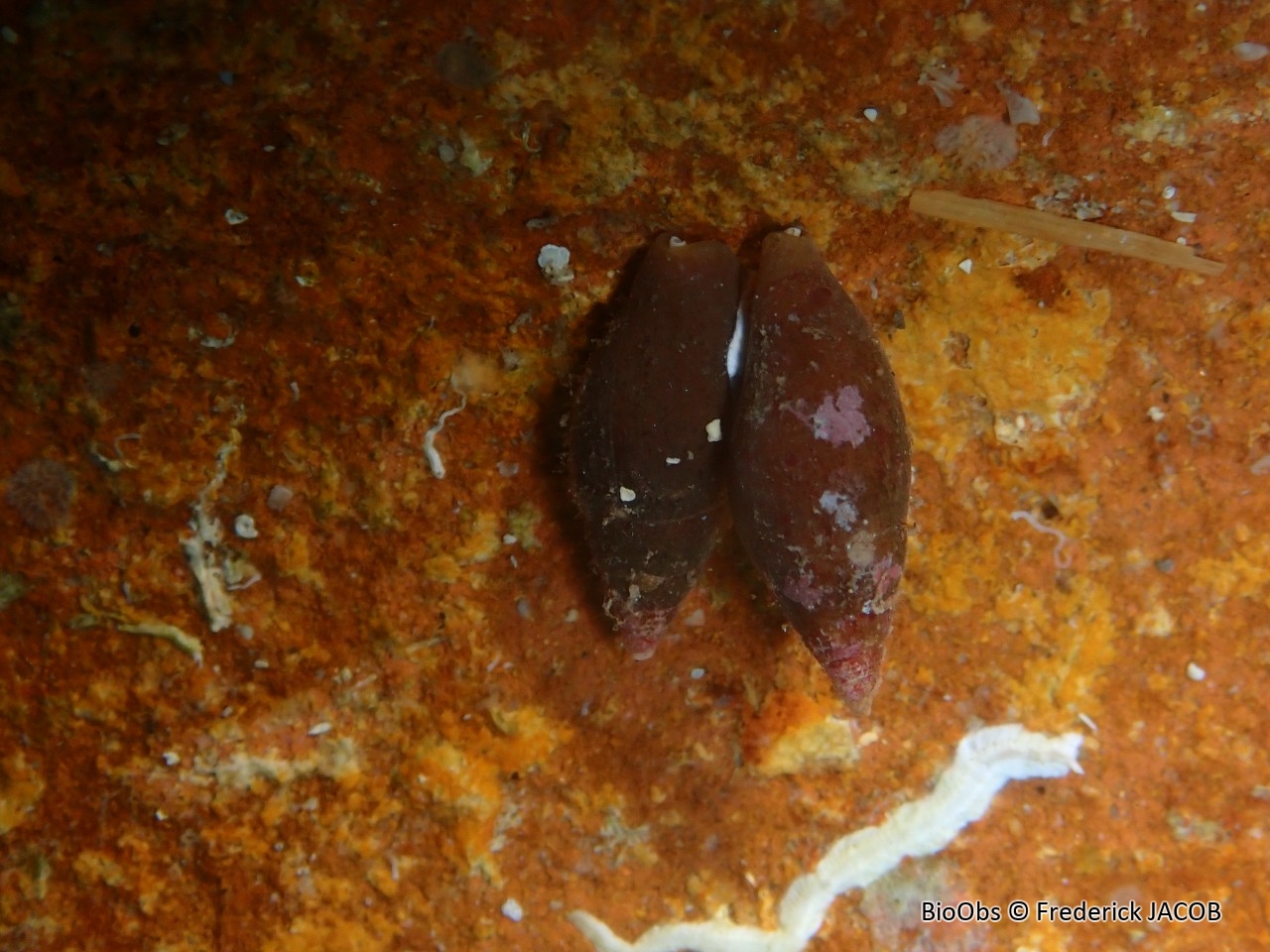 Mitre brune - Isara cornea - Frederick JACOB - BioObs