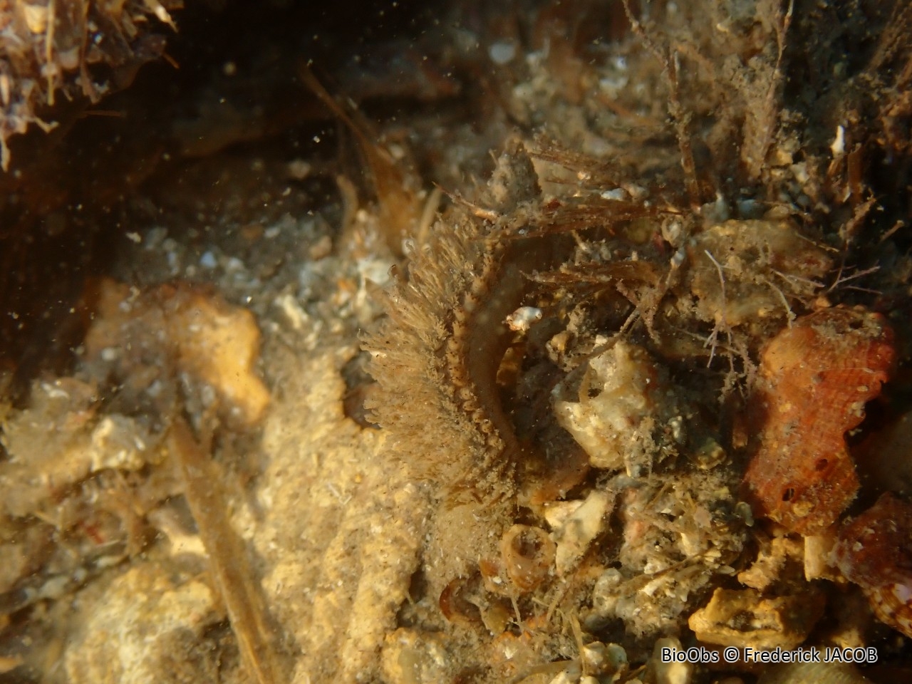 Petite aphrodite - Pontogenia chrysocoma - Frederick JACOB - BioObs