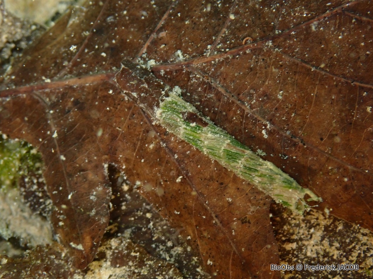 Grande phrygane - Phryganea grandis - Frederick JACOB - BioObs