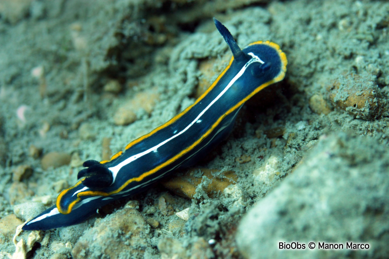 Doris de Fontandrau - Felimare fontandraui - Manon Marco - BioObs