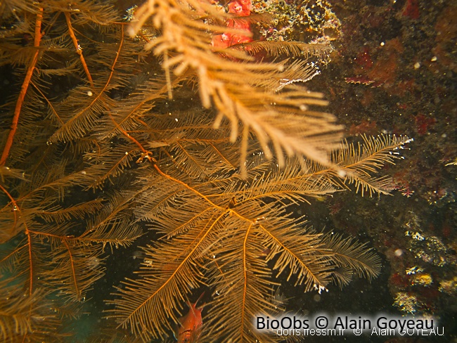 Corail noir plumeux - Plumapathes pennacea - Alain Goyeau - BioObs