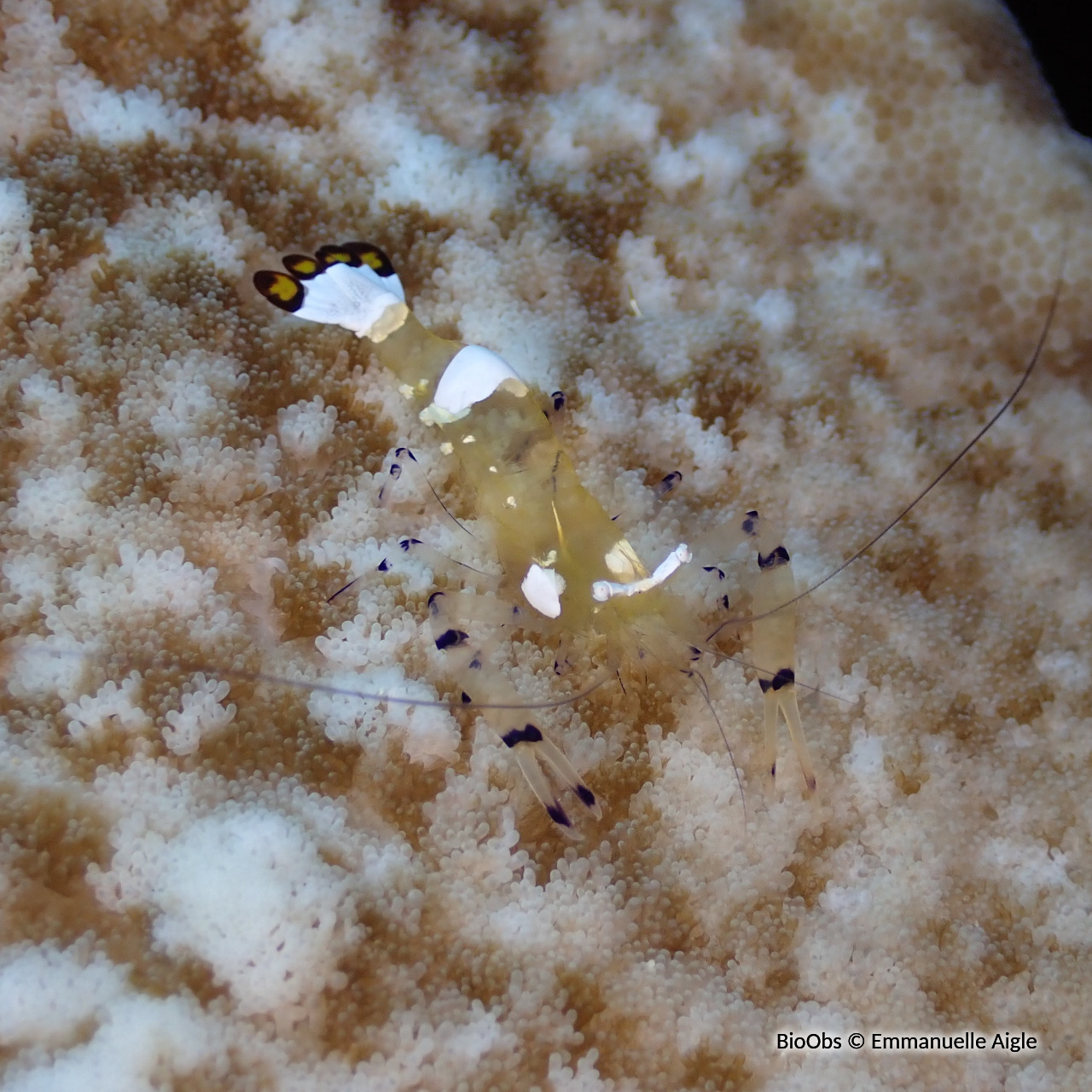 Crevette queue de paon - Ancylocaris brevicarpalis - Emmanuelle Aigle - BioObs