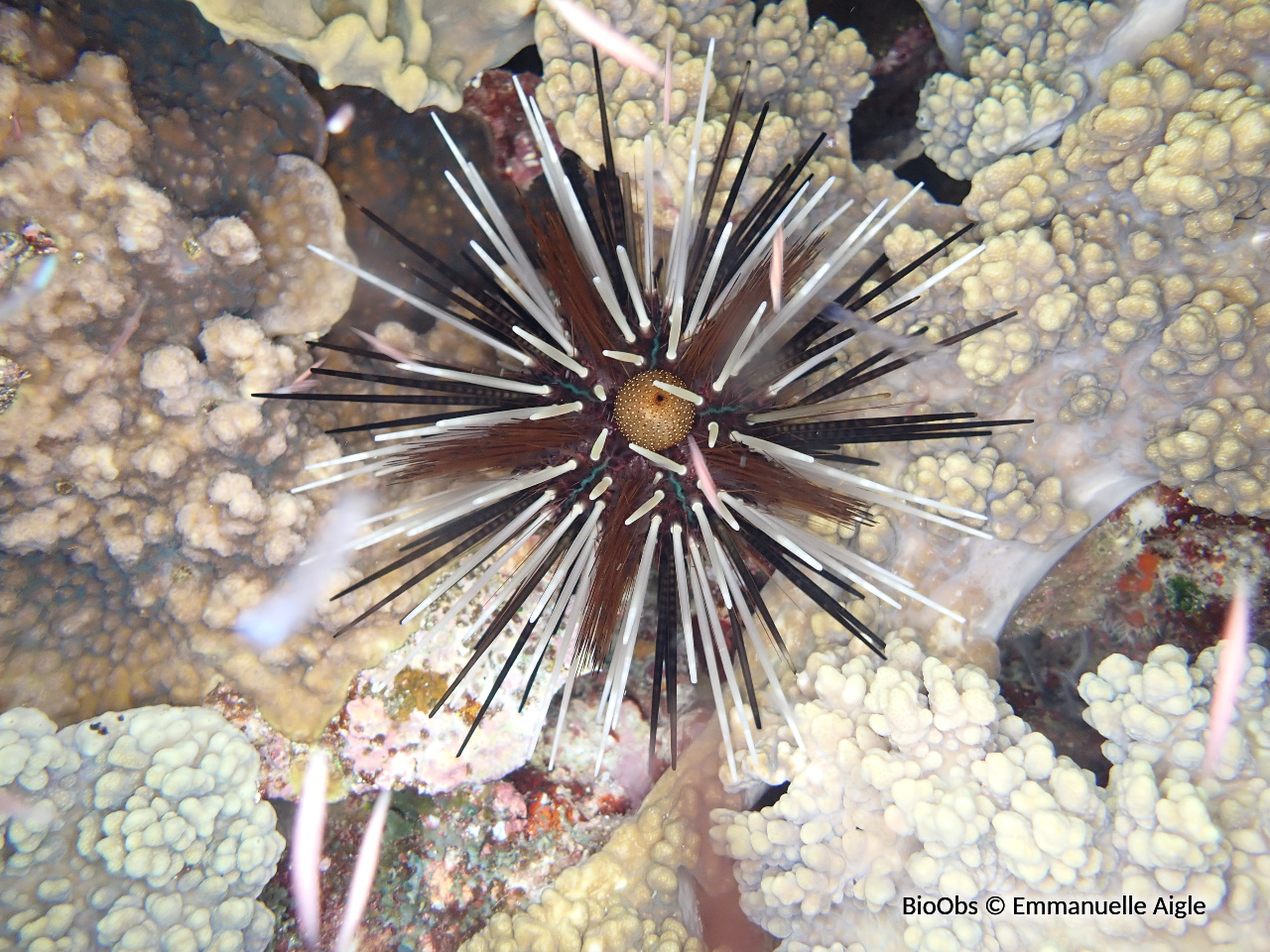Oursin à doubles piquants - Echinothrix calamaris - Emmanuelle Aigle - BioObs