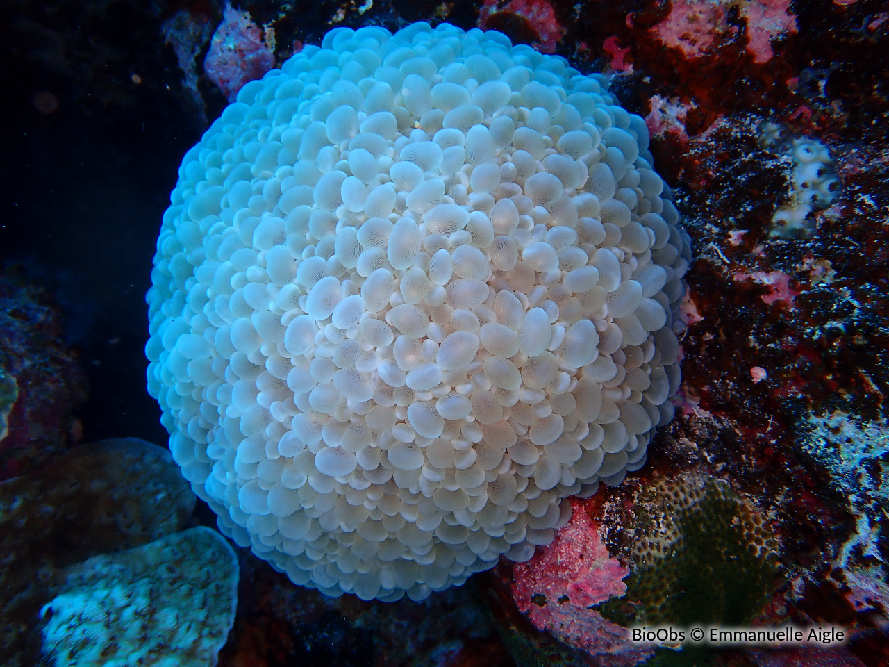 Corail à bulles - Physogyra lichtensteini - Emmanuelle Aigle - BioObs