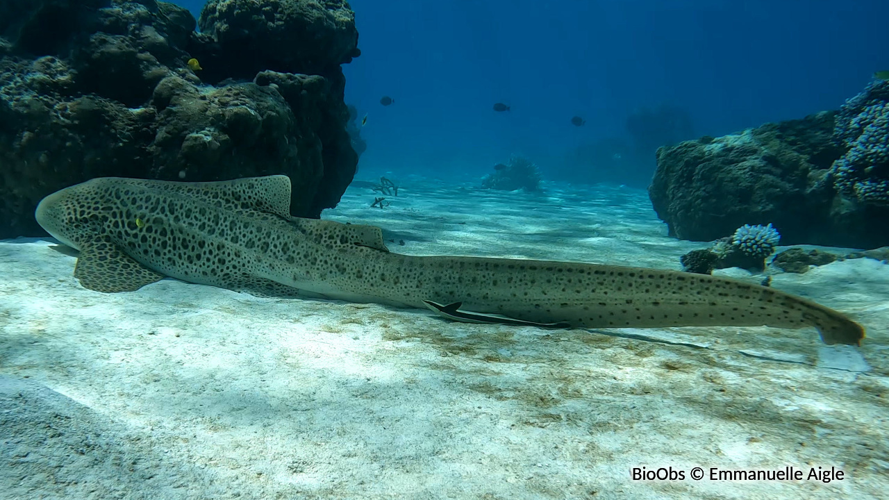 Requin zèbre - Stegostoma fasciatum - Emmanuelle Aigle - BioObs