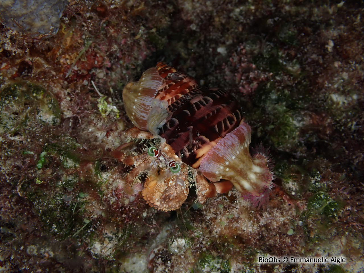 Bernard-l'hermite aux yeux verts - Dardanus pedunculatus - Emmanuelle Aigle - BioObs