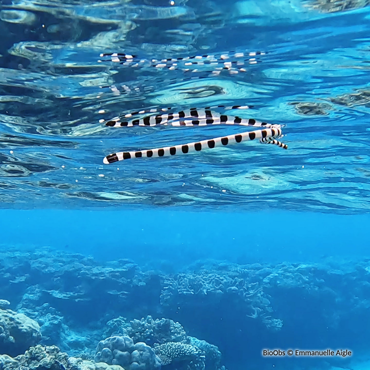Tricot rayé jaune - Laticauda saintgironsi - Emmanuelle Aigle - BioObs