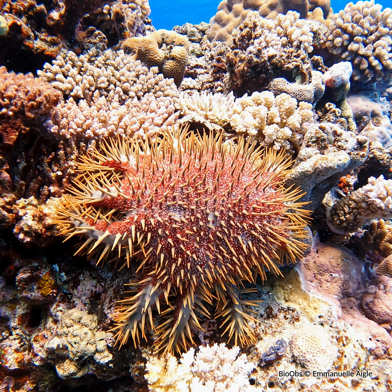 Acanthaster couronne d'épines solaire - Acanthaster solaris - Emmanuelle Aigle - BioObs