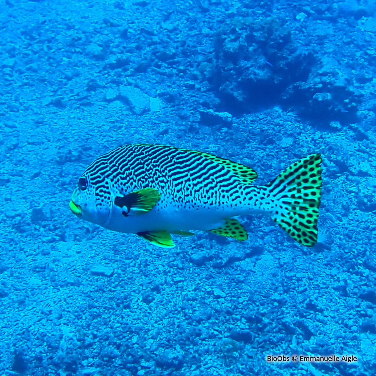 Gaterin à lignes - Plectorhinchus lineatus - Emmanuelle Aigle - BioObs