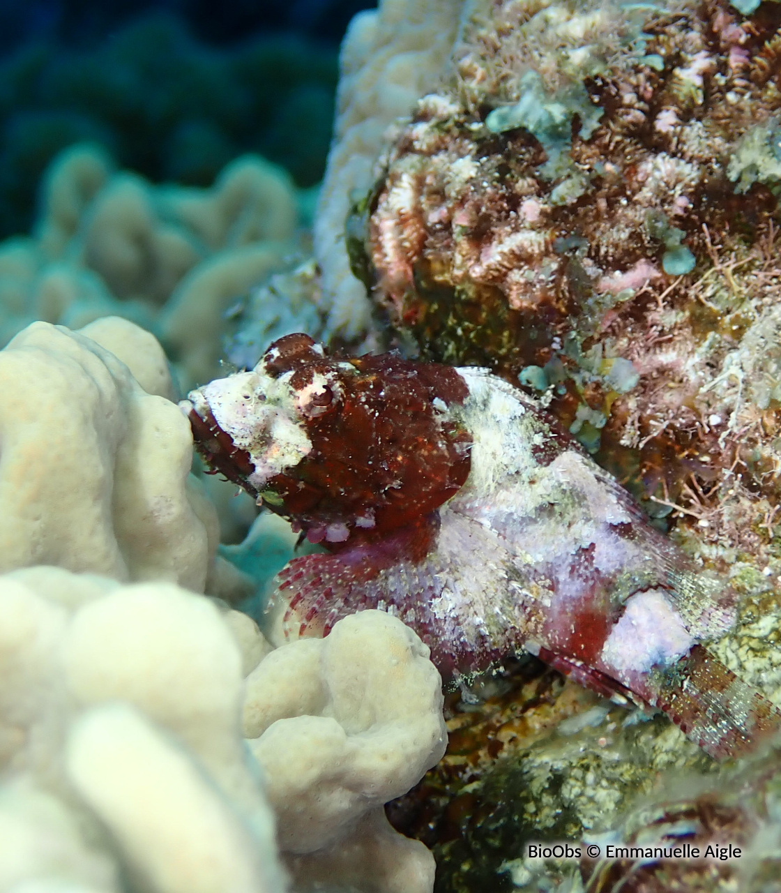 Poisson scorpion à épines courtes - Scorpaenodes parvipinnis - Emmanuelle Aigle - BioObs