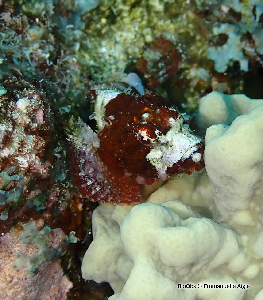 Poisson scorpion à épines courtes - Scorpaenodes parvipinnis - Emmanuelle Aigle - BioObs