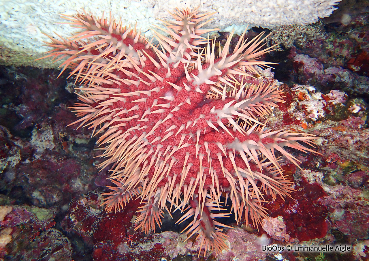 Acanthaster couronne d'épines solaire - Acanthaster solaris - Emmanuelle Aigle - BioObs