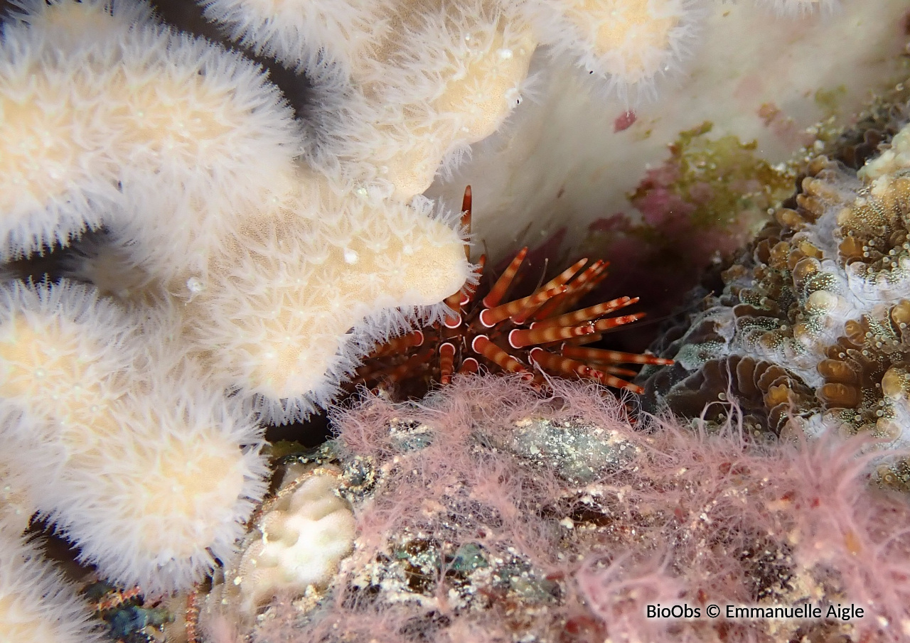 Oursin de Pöhl - Parasalenia poehlii - Emmanuelle Aigle - BioObs