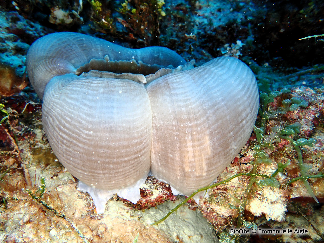 Anémone-oreille d'éléphant - Amplexidiscus fenestrafer - Emmanuelle Aigle - BioObs