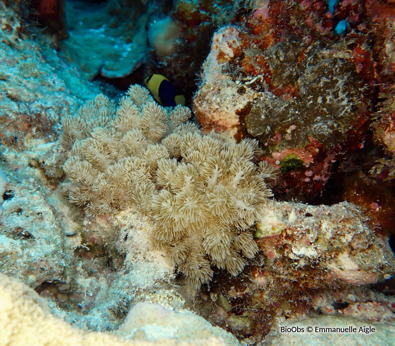 Xeniidae (famille) - Xeniidae (famille) - Emmanuelle Aigle - BioObs