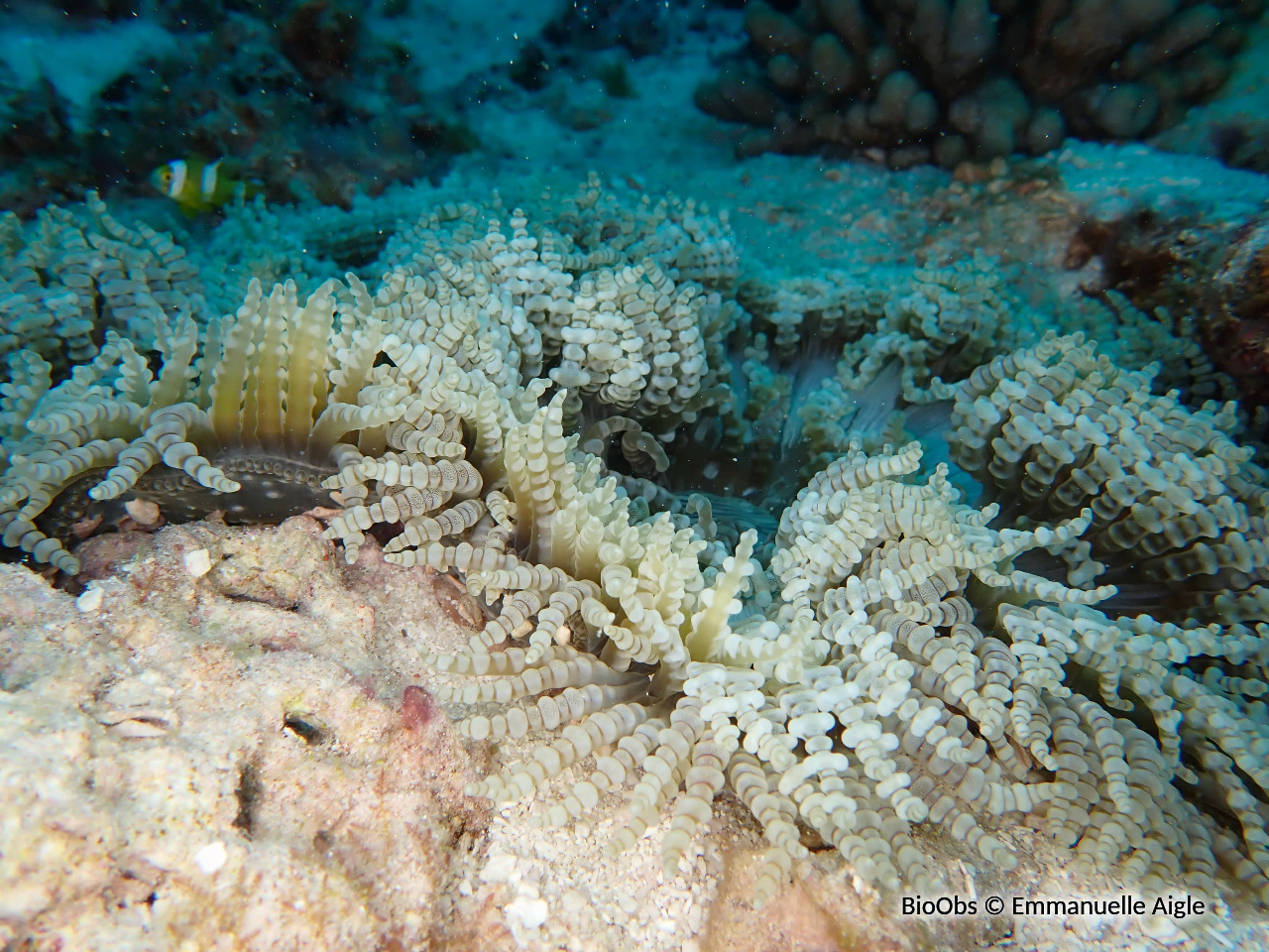 Anémone collier de perles - Heteractis aurora - Emmanuelle Aigle - BioObs