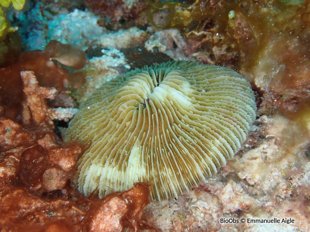 Corail-champignon hirsute - Danafungia horrida - Emmanuelle Aigle - BioObs