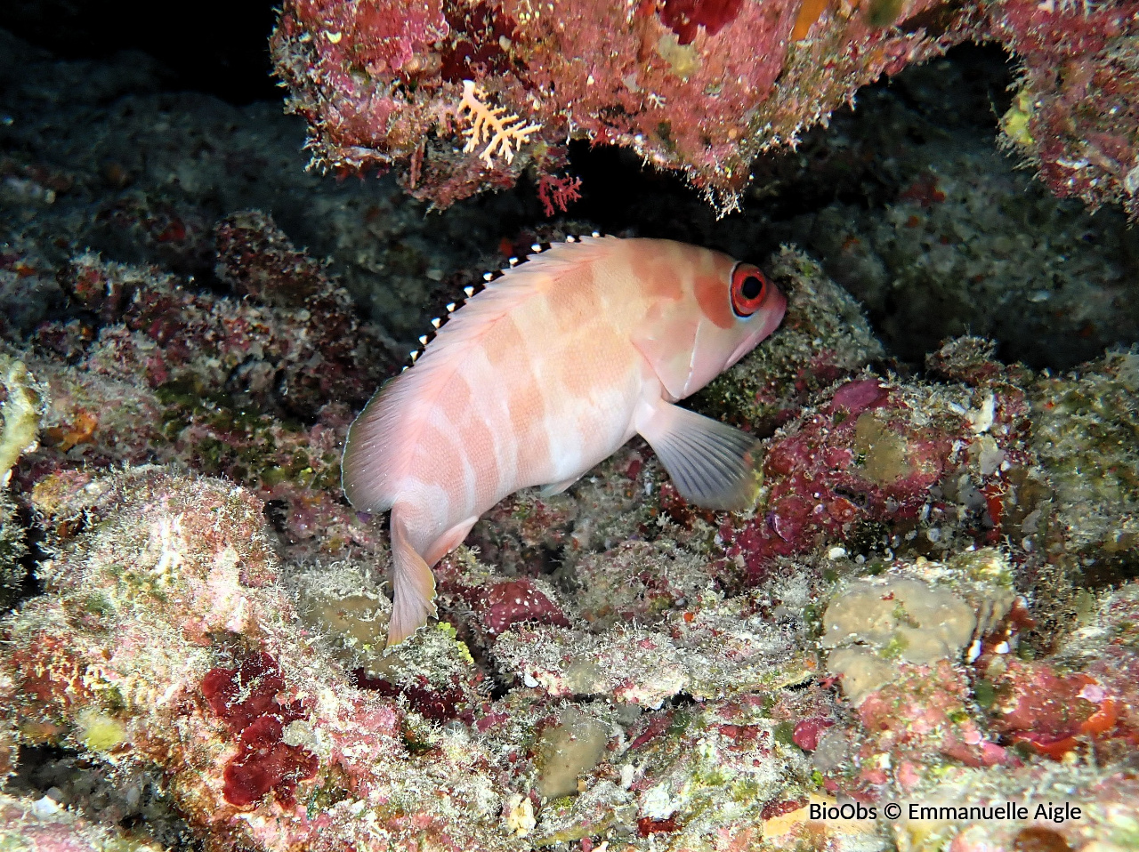 Mérou oriflamme - Epinephelus fasciatus - Emmanuelle Aigle - BioObs