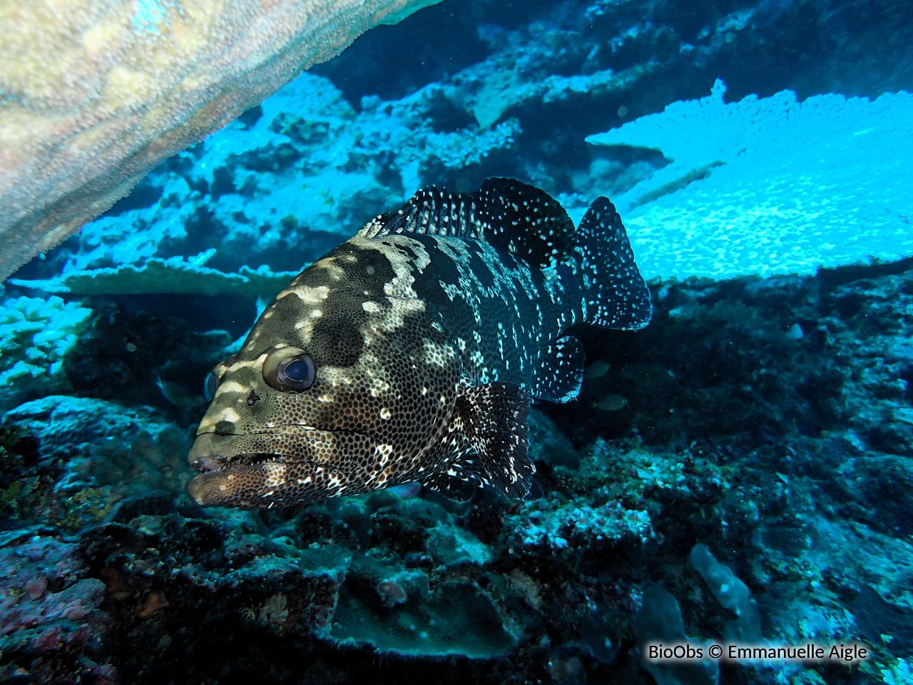 Mérou camouflage - Epinephelus polyphekadion - Emmanuelle Aigle - BioObs