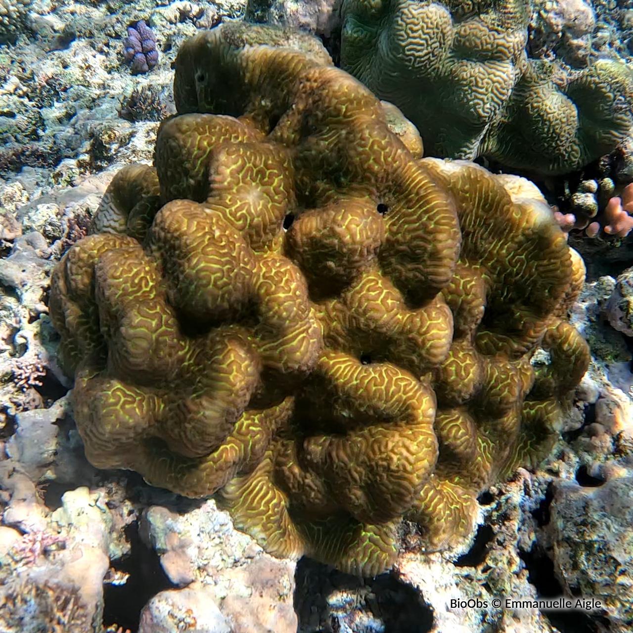 Corail-cerveau chinois - Platygyra sinensis - Emmanuelle Aigle - BioObs