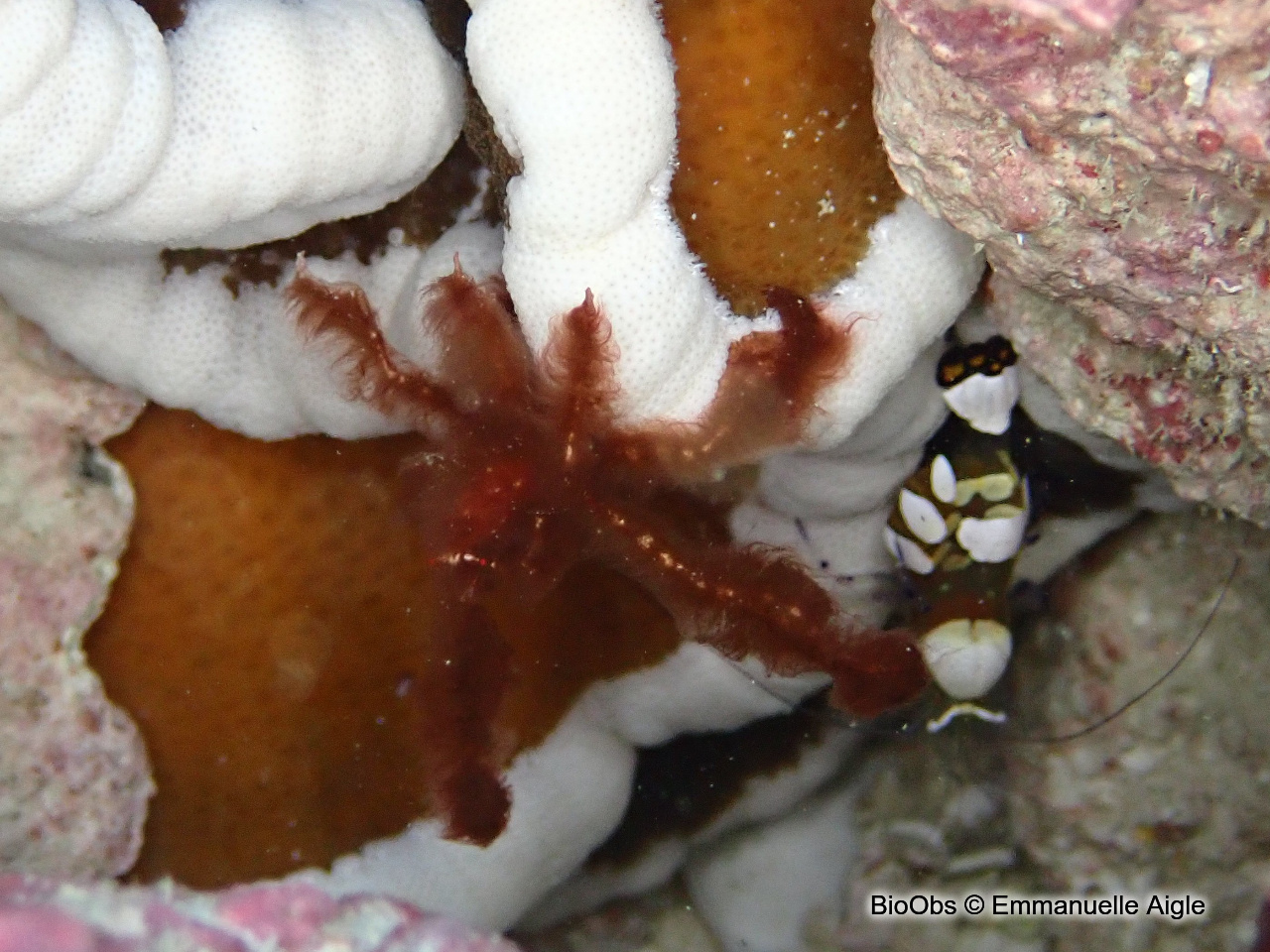 Crabe orang-outan - Achaeus japonicus - Emmanuelle Aigle - BioObs