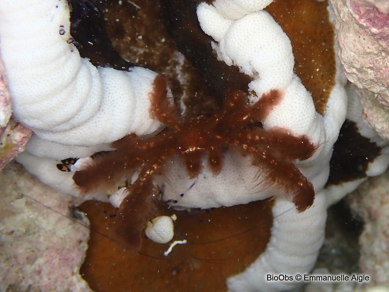 Crabe orang-outan - Achaeus japonicus - Emmanuelle Aigle - BioObs