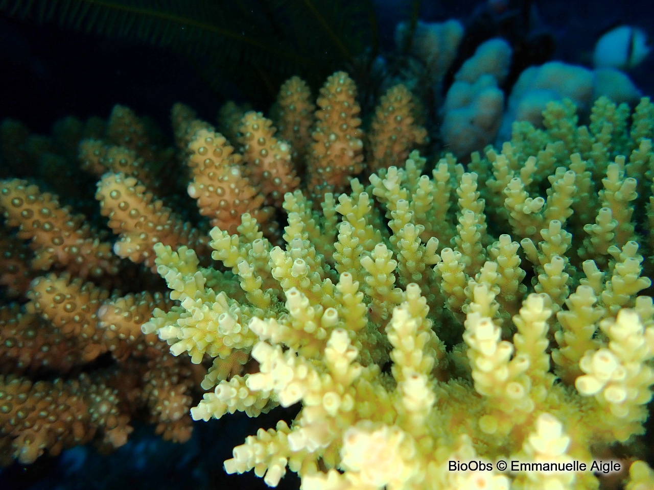 Acropore, corail table ou branchu - Acropora sp - Emmanuelle Aigle - BioObs