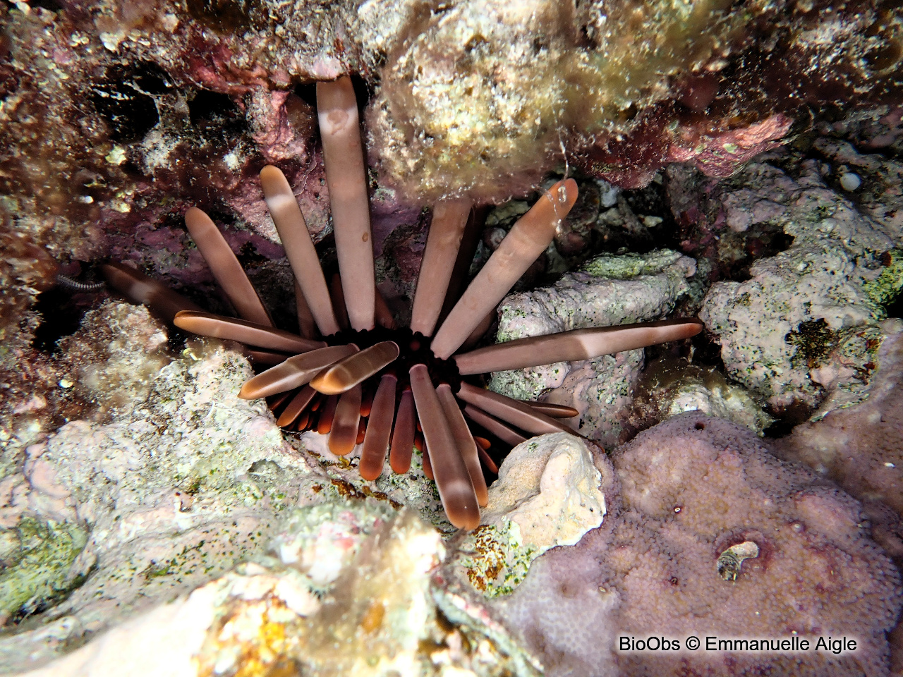 Oursin-crayon - Heterocentrotus mamillatus - Emmanuelle Aigle - BioObs