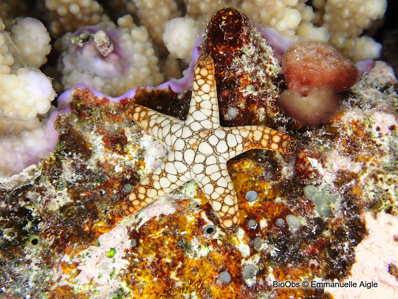 Etoile de mer indienne - Fromia indica - Emmanuelle Aigle - BioObs