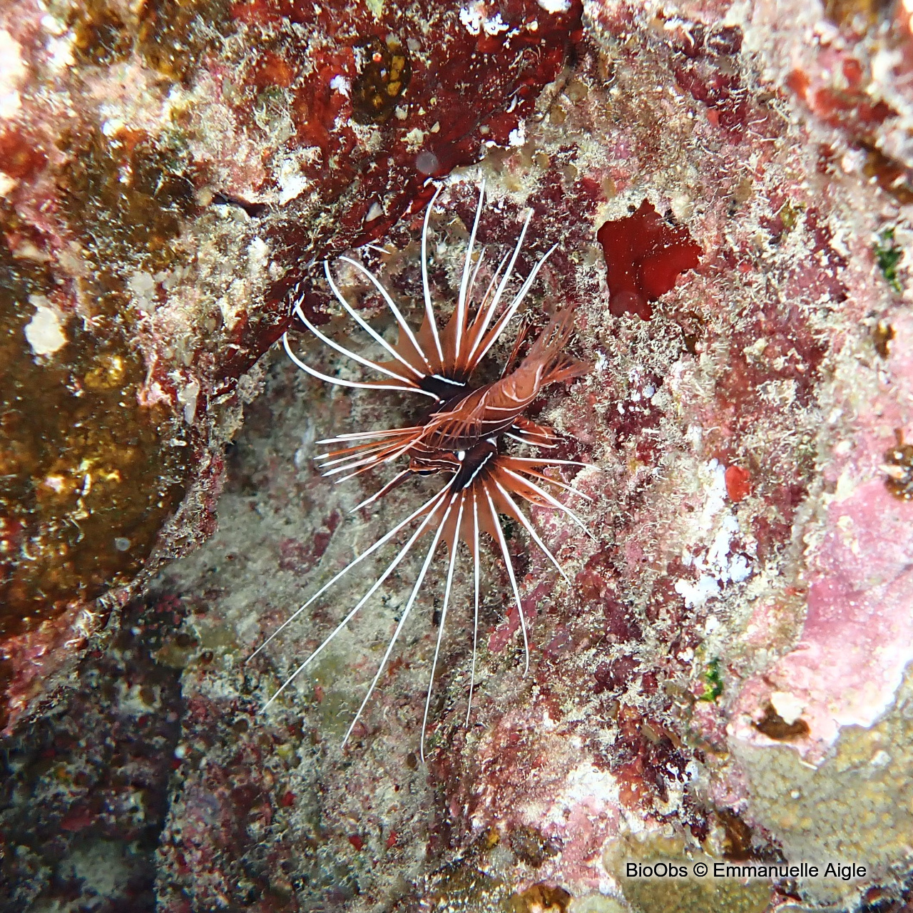 Poisson-scorpion rayonné - Pterois radiata - Emmanuelle Aigle - BioObs