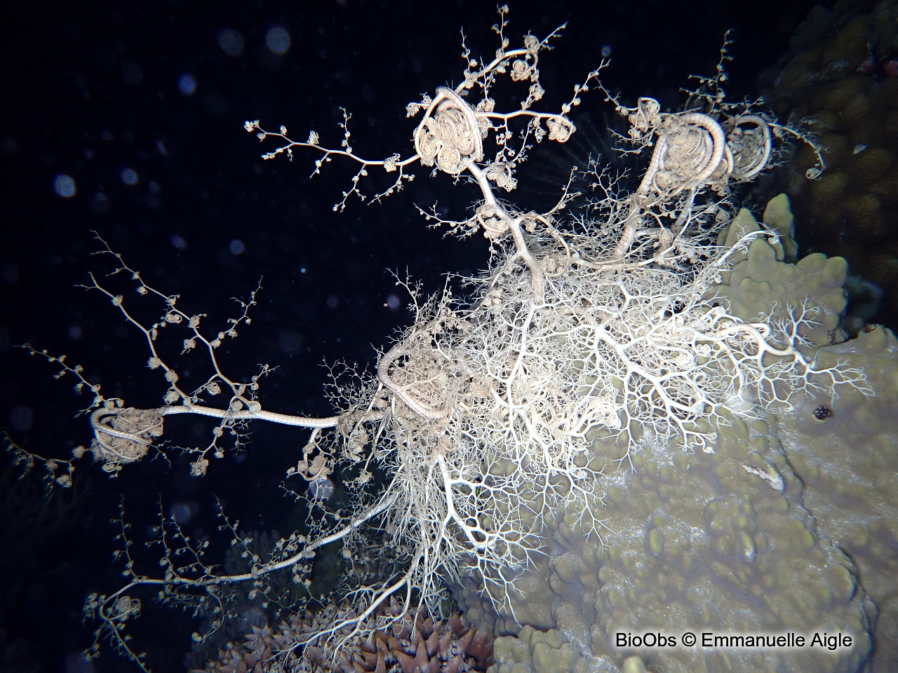 Gorgonocéphale tête de méduse - Astroboa nuda - Emmanuelle Aigle - BioObs