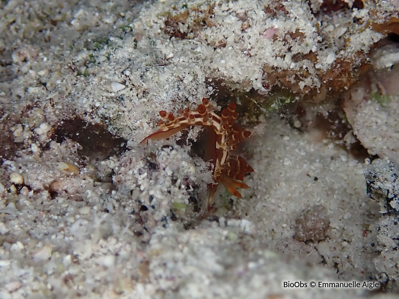 Coryphelline ardente - Coryphellina flamma - Emmanuelle Aigle - BioObs