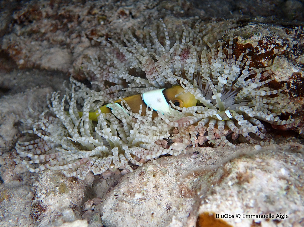 Anémone collier de perles - Heteractis aurora - Emmanuelle Aigle - BioObs