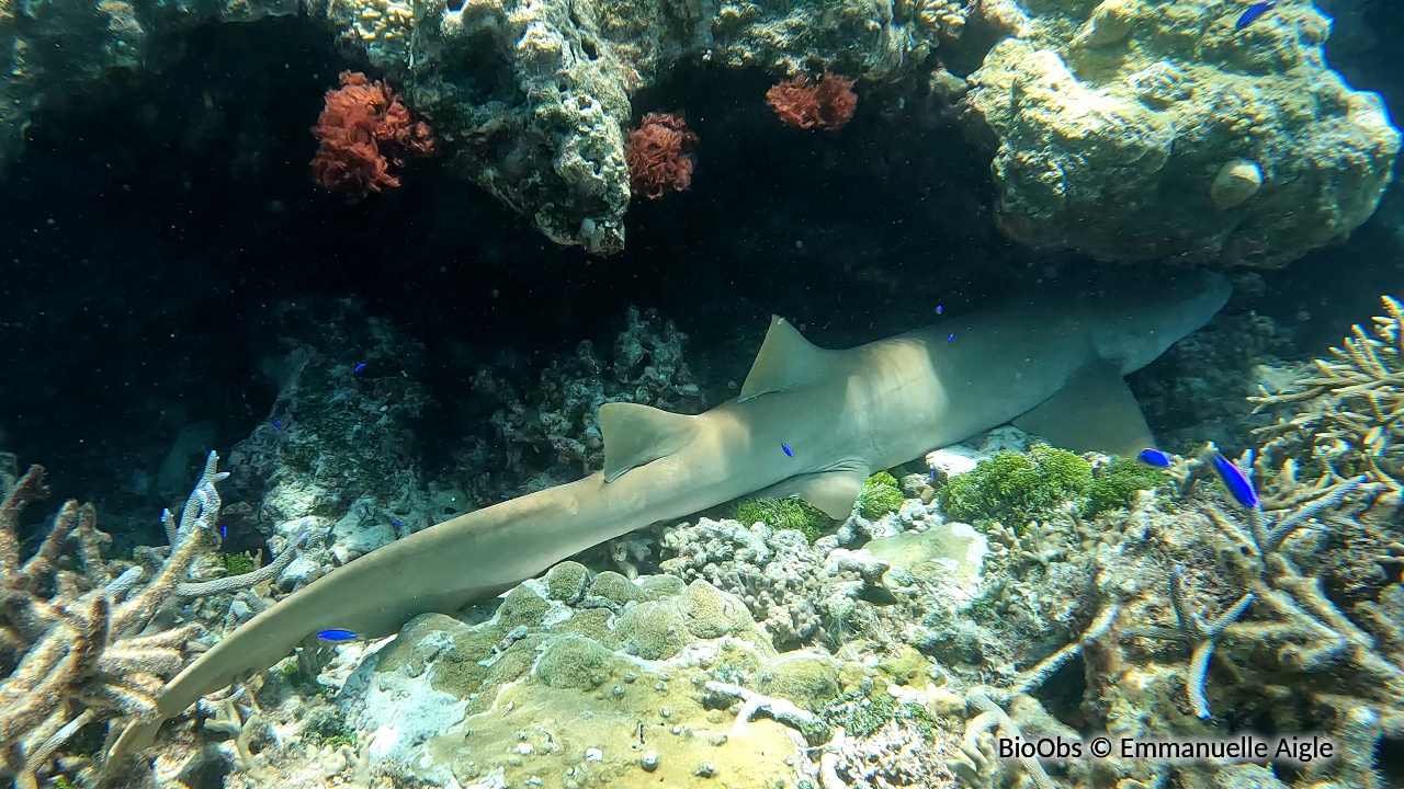Requin-nourrice fauve - Nebrius ferrugineus - Emmanuelle Aigle - BioObs