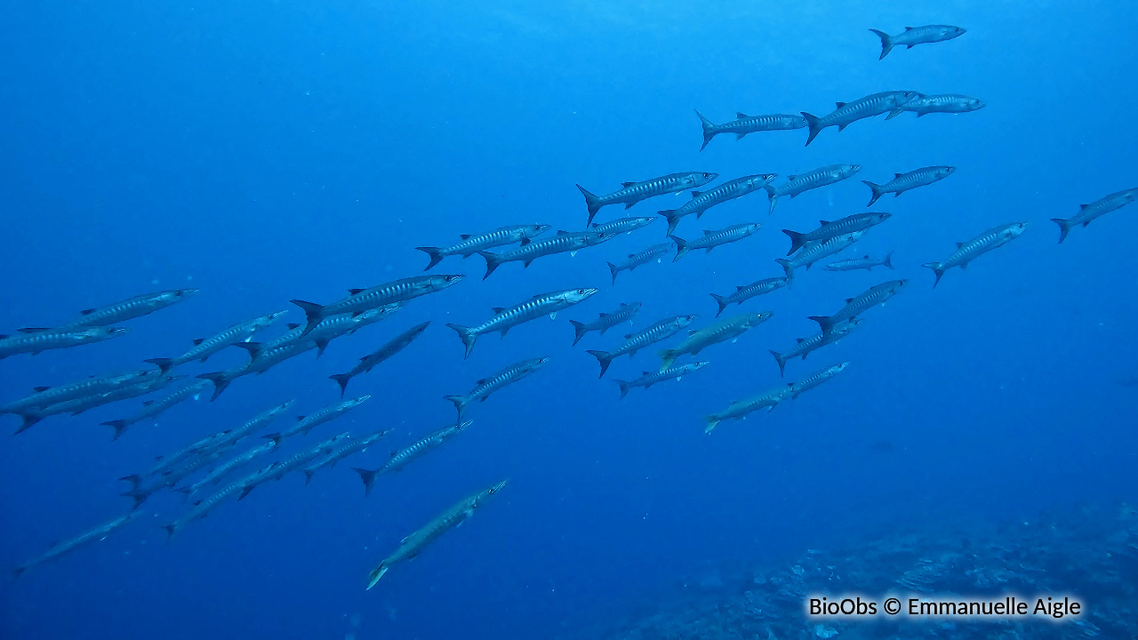 Barracuda à nageoire noire - Sphyraena qenie - Emmanuelle Aigle - BioObs