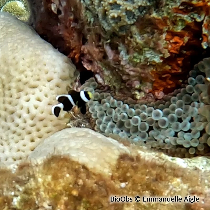 Poisson-clown brun - Amphiprion akindynos - Emmanuelle Aigle - BioObs