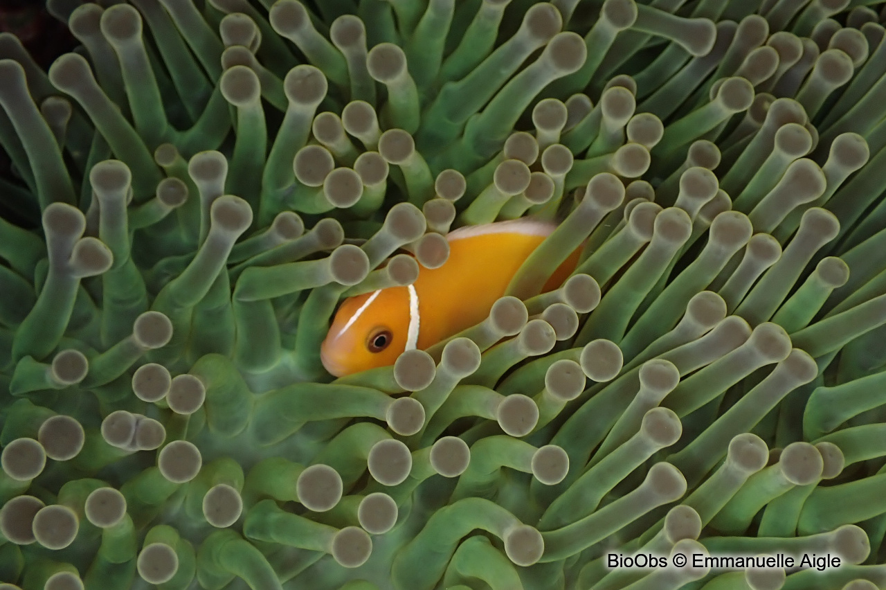 Poisson-clown rose - Amphiprion perideraion - Emmanuelle Aigle - BioObs