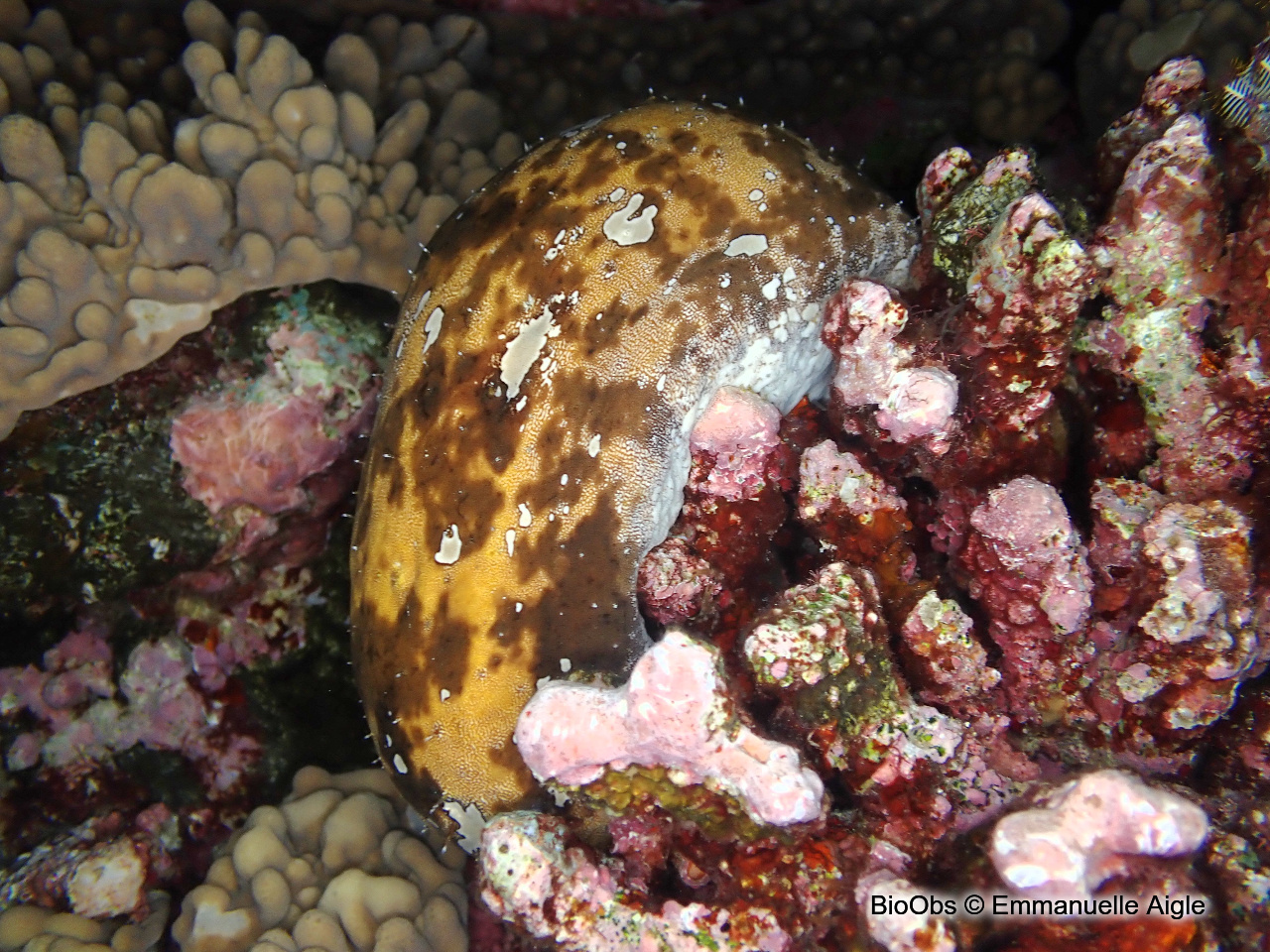 Holothurie-caillou - Actinopyga lecanora - Emmanuelle Aigle - BioObs