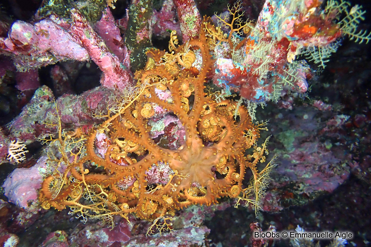 Gorgonocéphale tête de méduse - Astroboa nuda - Emmanuelle Aigle - BioObs