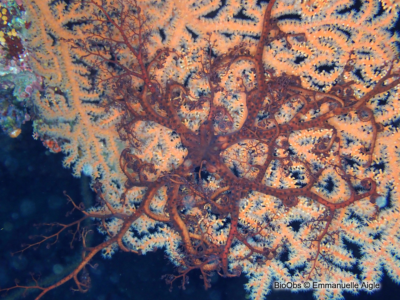 Gorgonocéphale tête de méduse - Astroboa nuda - Emmanuelle Aigle - BioObs