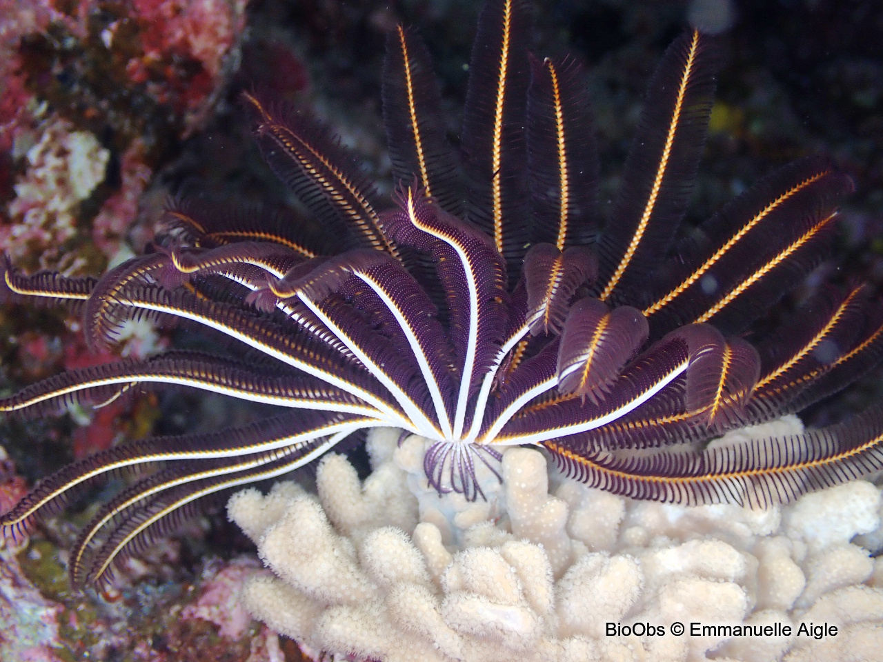 Comatule multi radiée - capillaster multiradiatus - Emmanuelle Aigle - BioObs